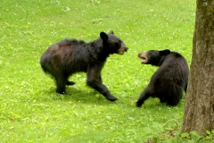 Mom and Cub having a disagreement