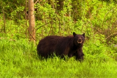 Large Female Bear in the Forest area