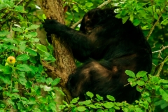 What is it? It is a bear asleep in a tree