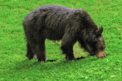 Moma bear grazing