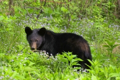 Grazing Black Bear