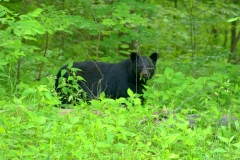 Large Male Black Bear