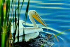 White Pelican Colorado