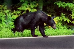 Hungry with Cub Female