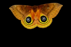 Moth