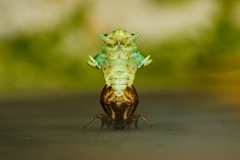 Cicada coming out of its shell