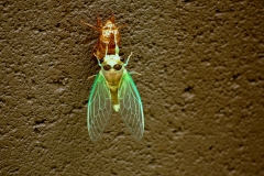 Emerging Cicada Notice the wings