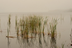 Early morning Tarpon Lake