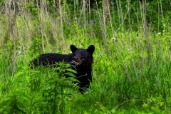 Yearling Black Bear