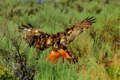 Redtail Hawk