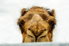 Camel up close