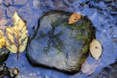 Rock in a small stream