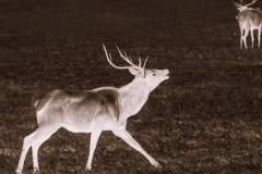 Infra-red elk